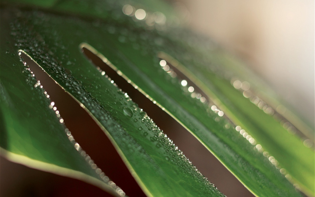 close-up-of-water-drops-on-fresh-monstera-minima-o-2026-03-10-04-03-39-utc (1).jpg
