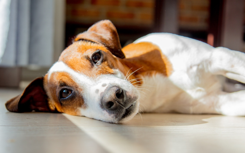 relaxing-dog-with-brown-and-white-markings-2026-03-09-07-16-55-utc (1).jpg