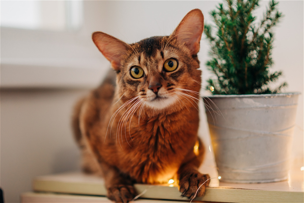 alert-cat-posing-near-potted-green-plant-2026-03-09-23-09-29-utc.jpg