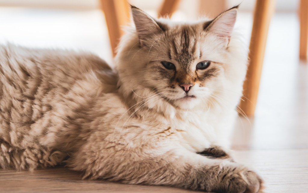 closeup-shot-cute-cat-lying-wooden-floor-with-proud-look (1).jpg
