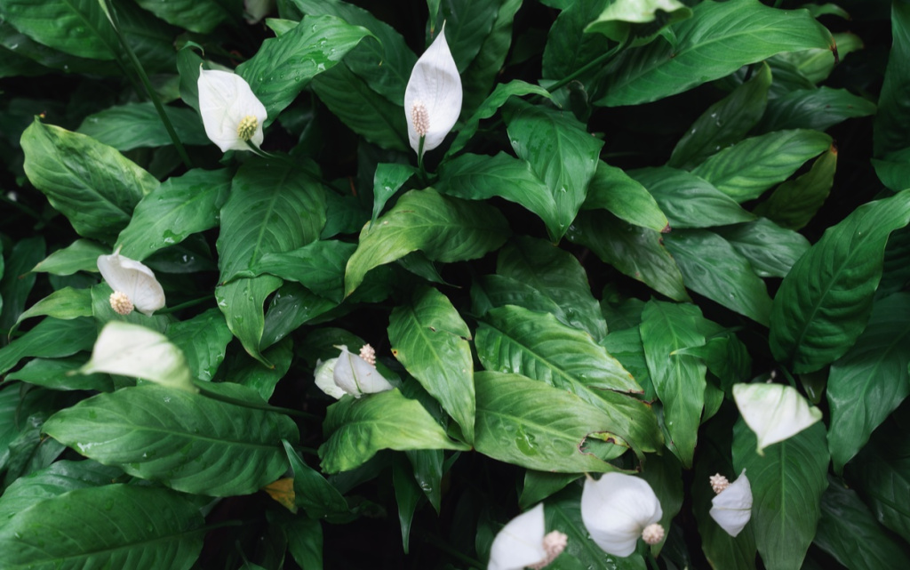 peace-lily-plant-with-petal-monocot-houseplant-gl-2026-01-09-07-41-00-utc (1).jpg