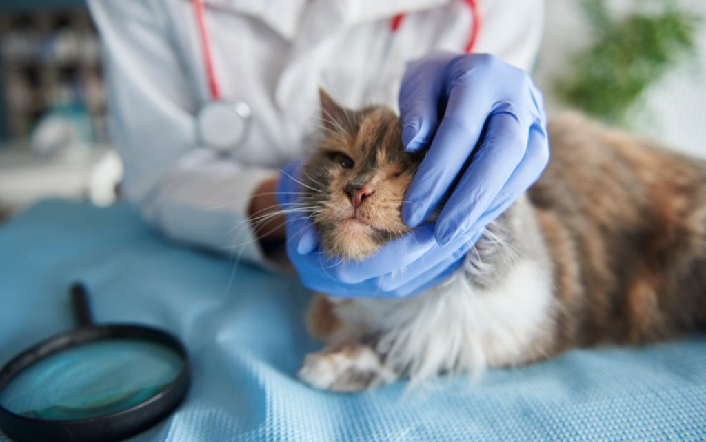 close-up-very-ill-cat (1).jpg