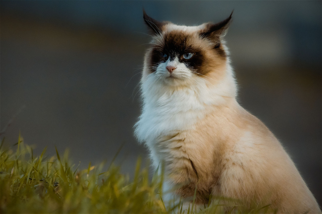 fluffy-cat-sitting-in-green-grass-outdoors-2026-03-09-02-57-42-utc.jpg