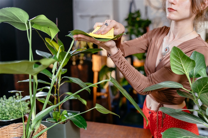 woman-tending-to-houseplants-indoors-cleaning-lea-2026-03-16-01-26-07-utc (1).jpg