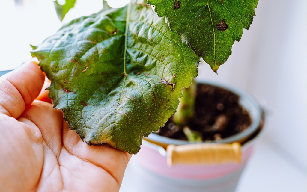 diseased-home-potted-plant-2026-03-24-01-23-57-utc (1).jpg