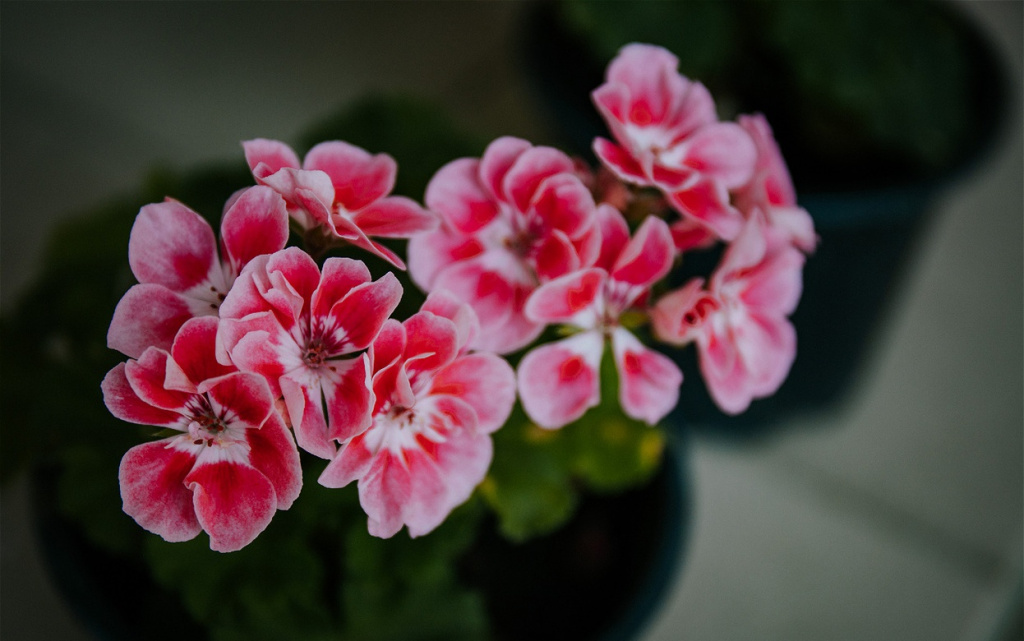 beautiful-potted-flowers-with-pink-and-red-blooms-2026-03-18-16-05-57-utc (1).jpg