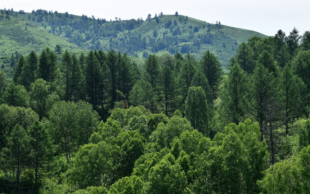 DSC_0152_Ханхаринский_участок (1).jpg