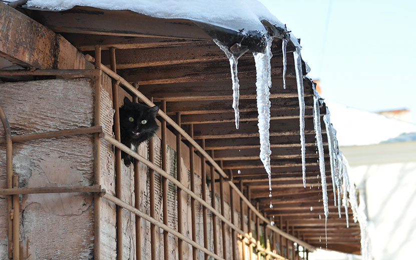 кошка-кот-сосульки-весна-тает-капель-март-погода-крыша-Э-Карипов.jpg