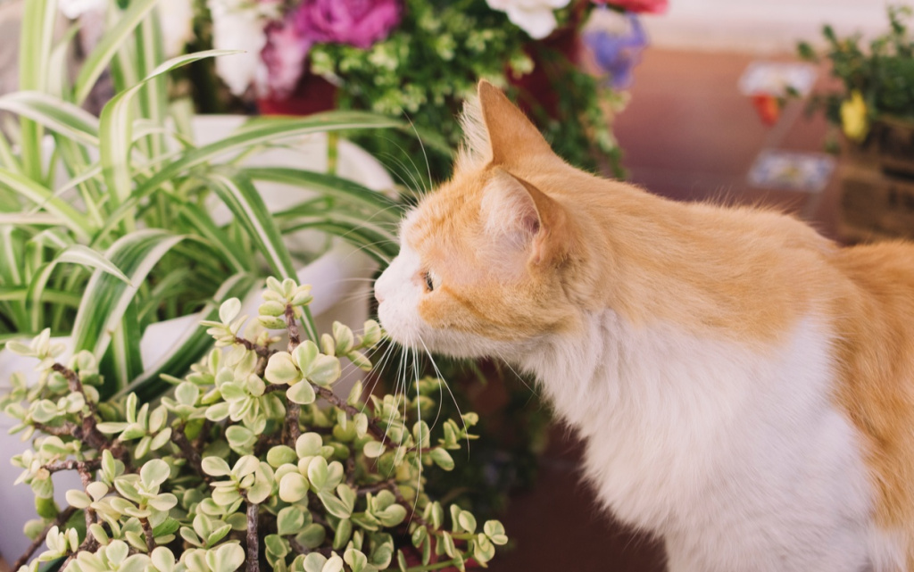cat-smelling-plant (1).jpg