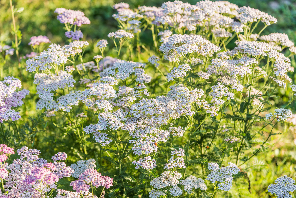 flowering-yarrow-in-the-garden-2026-03-26-08-52-22-utc.jpg