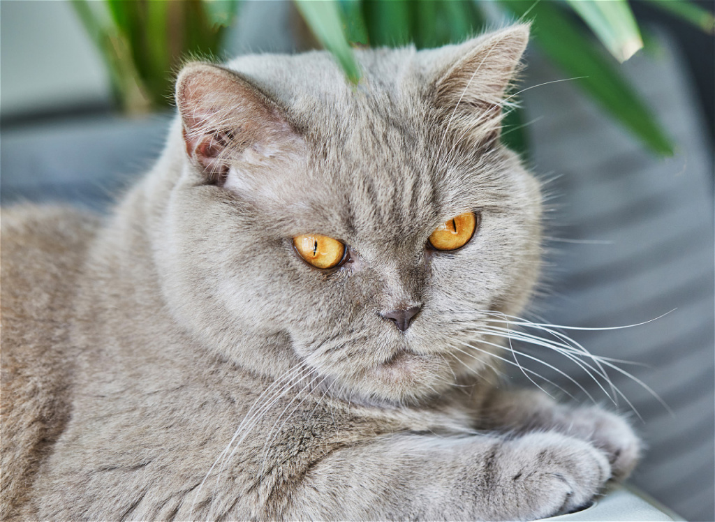 close-up-of-a-purebred-british-cat-of-gray-color-2026-01-08-22-26-56-utc.jpg