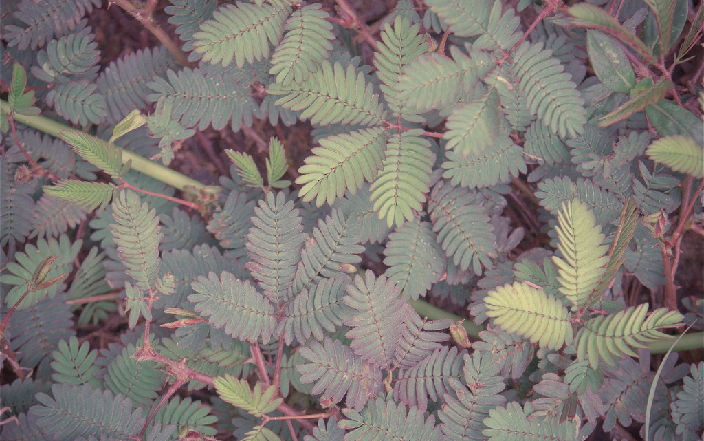 mimosa-pudica-plant-sensitive-plant-sleepy-plant-2026-03-25-09-14-01-utc (1).jpg
