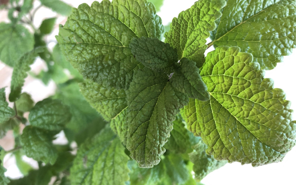 melissa-officinalis-or-lemo.jpg
