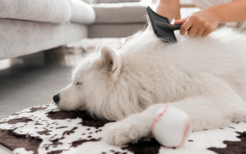 beautiful-fluffy-white-dog.jpg