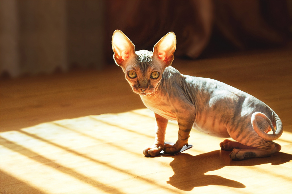 alert-sphynx-cat-sitting-in-the-sunlight-2026-03-09-23-57-57-utc.jpg