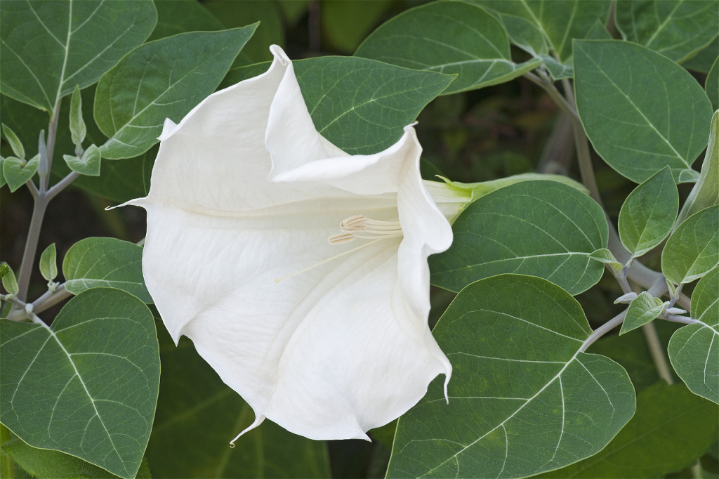 white-flower-surrounded-by-green-leaves-2026-04-14-02-23-15-utc.jpg
