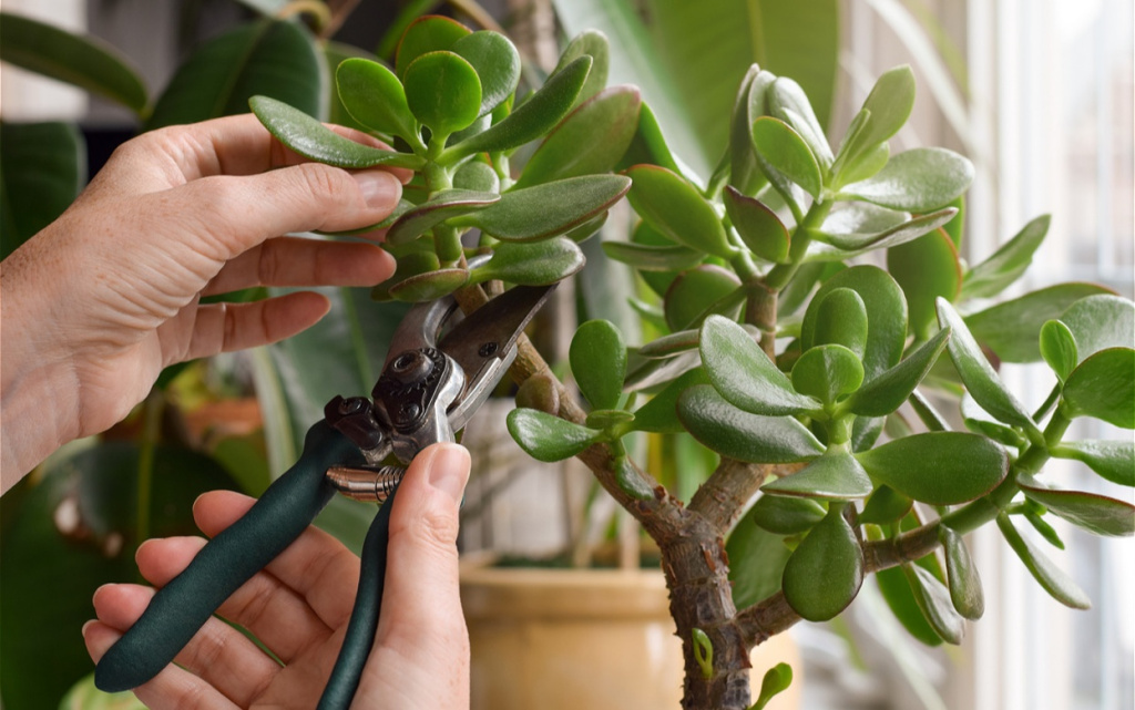 person-s-hands-pruning-jade-tree-houseplant-with-g-2026-01-08-07-58-37-utc (1).jpg