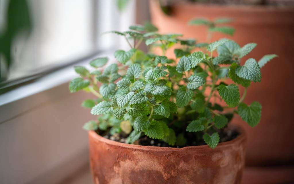green-potted-plant-in-natural-indoor-light-2026-03-20-00-19-53-utc (1).jpg