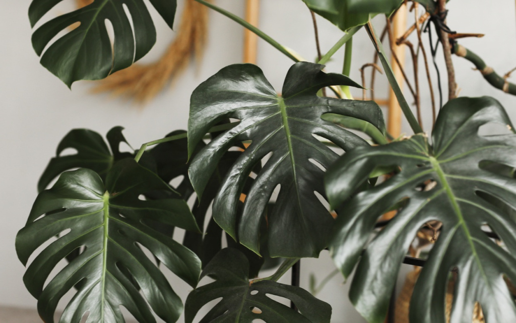 big-green-leaf-for-flower-arrangement-monstera-le-2026-03-10-04-45-39-utc (1).jpg