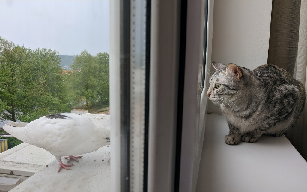 tabby-cat-watches-a-pigeon-near-window-2026-01-07-02-22-32-utc (1).jpg