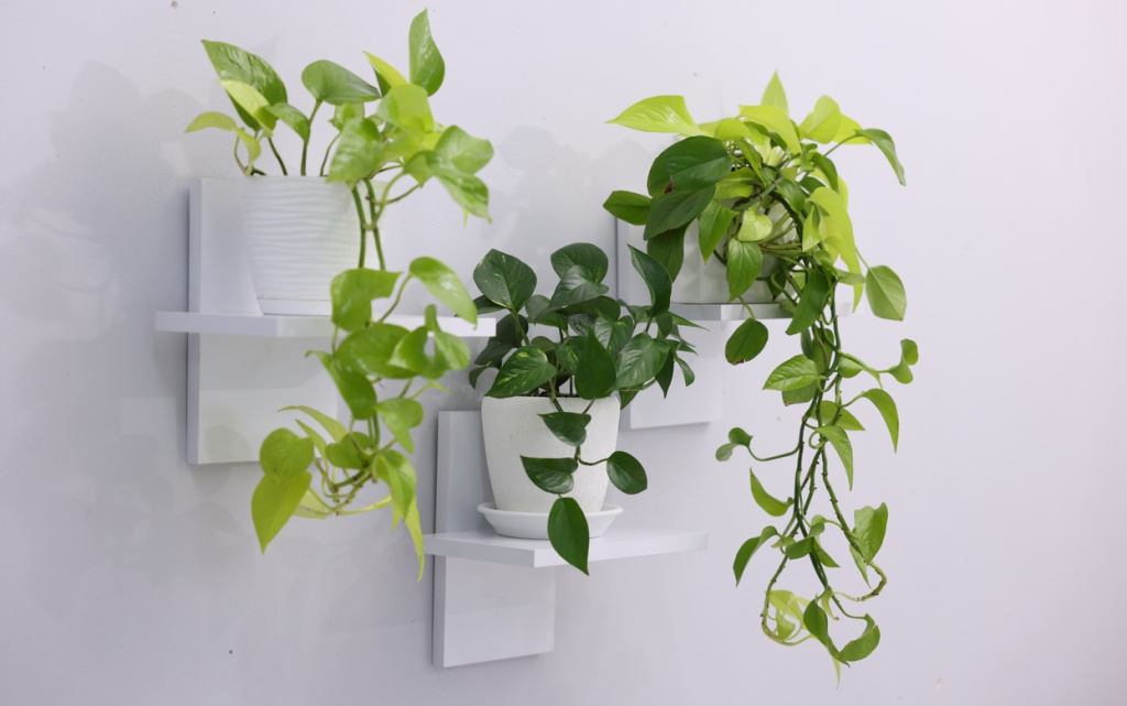 lush-green-potted-plants-on-minimalist-white-wall-2026-06-09-01-43-40-utc (1).jpg
