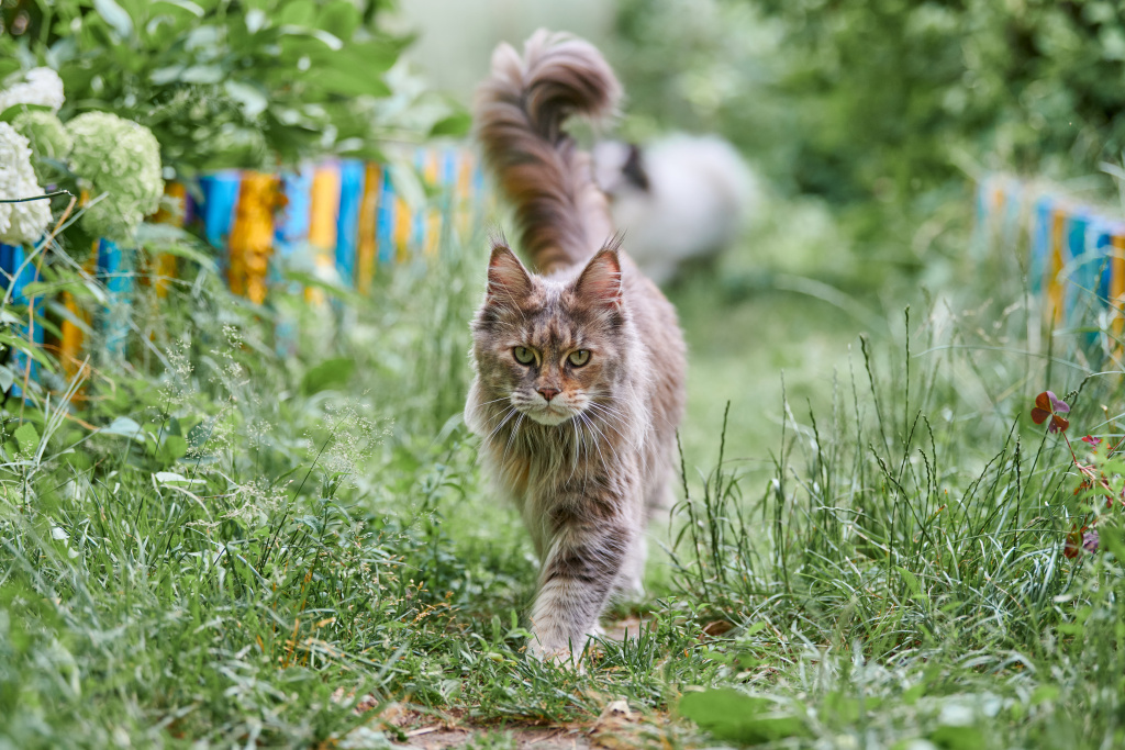 maine-coon-cat-in-garden-2026-01-08-22-29-38-utc.jpg