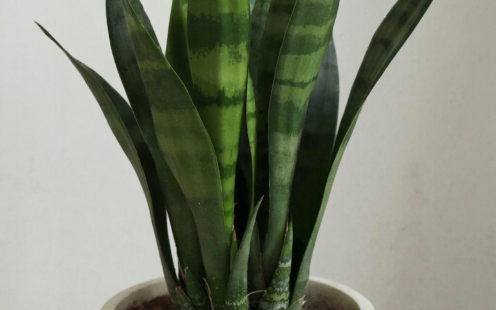 Сансевиерия