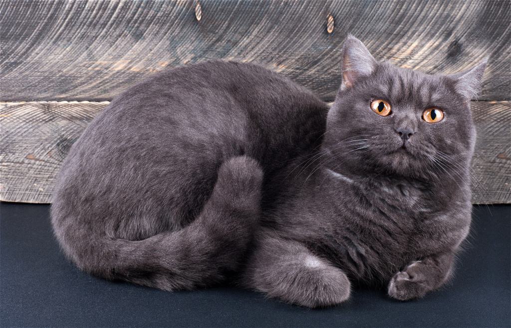 gray-cat-with-orange-eyes-lying-down-2026-09-21-06-28-21-utc.jpg