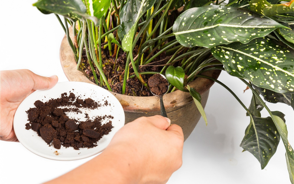 gardening-with-coffee-grounds-for-healthy-plant-2026-03-19-10-42-46-utc (1).jpg