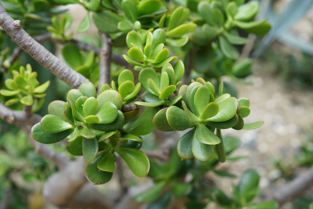 closeup-of-crassula-ovata-common.jpg