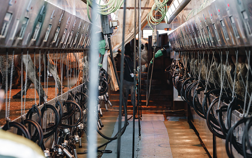 cow-milking-machine-in-a-cow-farm-2021-09-03-13-24-32-utc.jpg