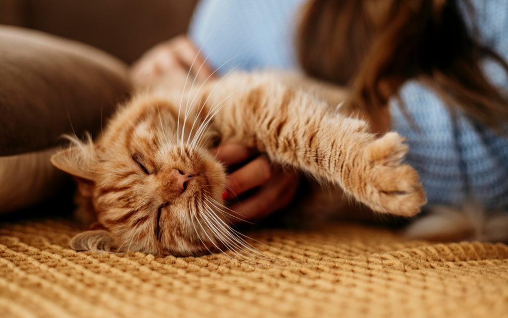 owner-petting-adorable-cat (1).jpg