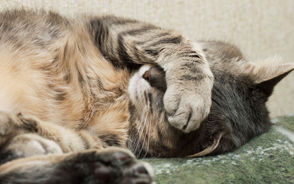 Ypz_BZEe32JJcUmsNR1yftTW2A2QdEGBGdsHuZwMxZ4QWpL7_W488mNgTgfbR2j7sIoVcGmAJ_H7jtMDSnEbBS9n (1).jpg