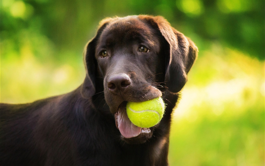 labrador-retriever-dog-breed-on-the-field-dog-run-2026-03-25-00-38-18-utc (1).jpg