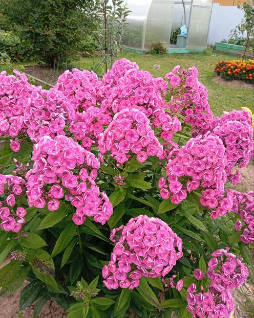 0108 цветы Валентина Батуева.jpg