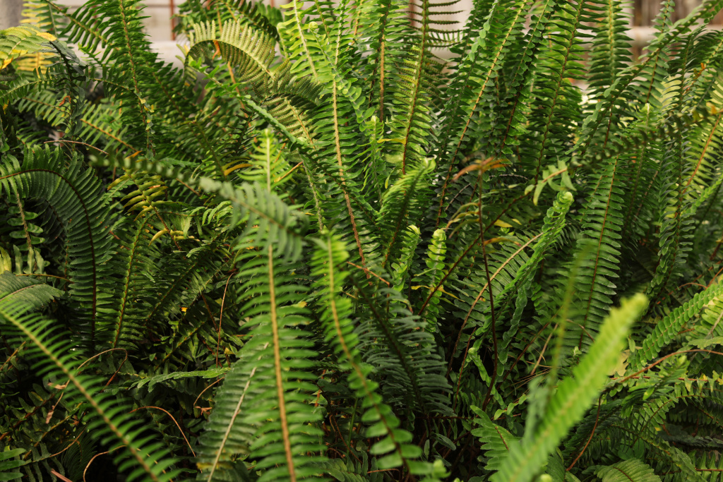 growing-fern-with-green-leaves-as-background-home-2026-03-05-11-57-42-utc.jpg