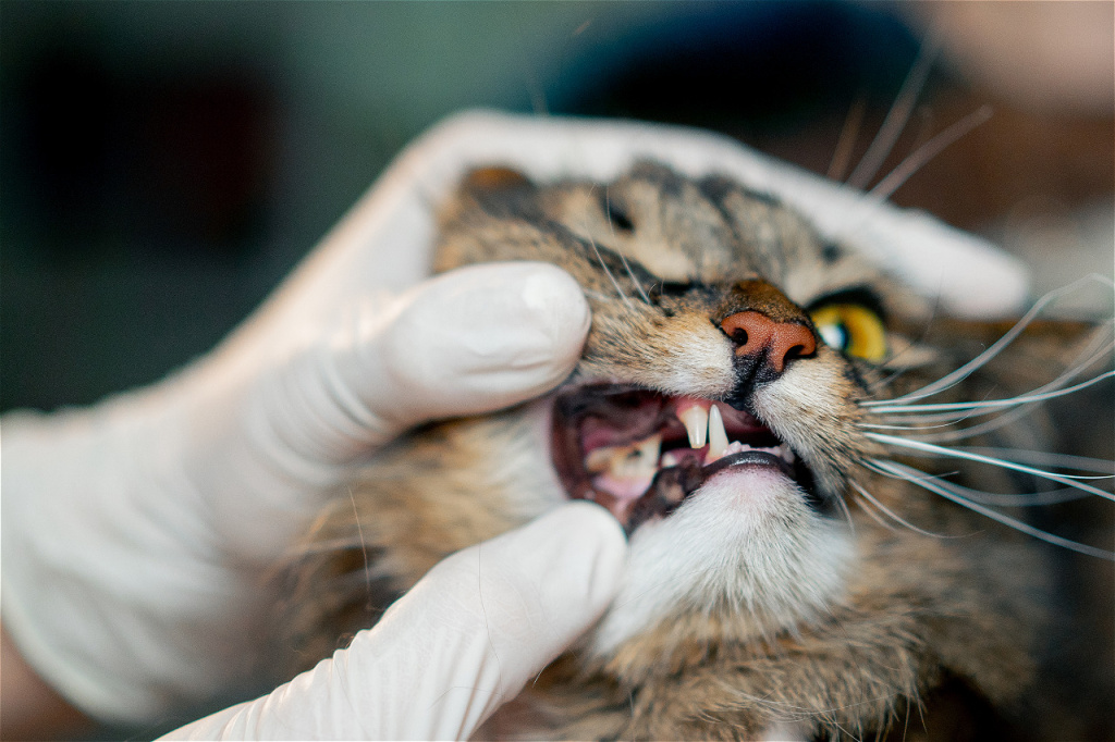 close-up-in-a-veterinary-clinic-veterinarian-check-2026-03-16-01-22-24-utc.jpg