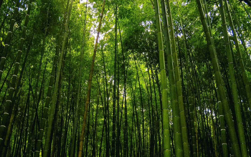 20 бамбуковая роща.jpg