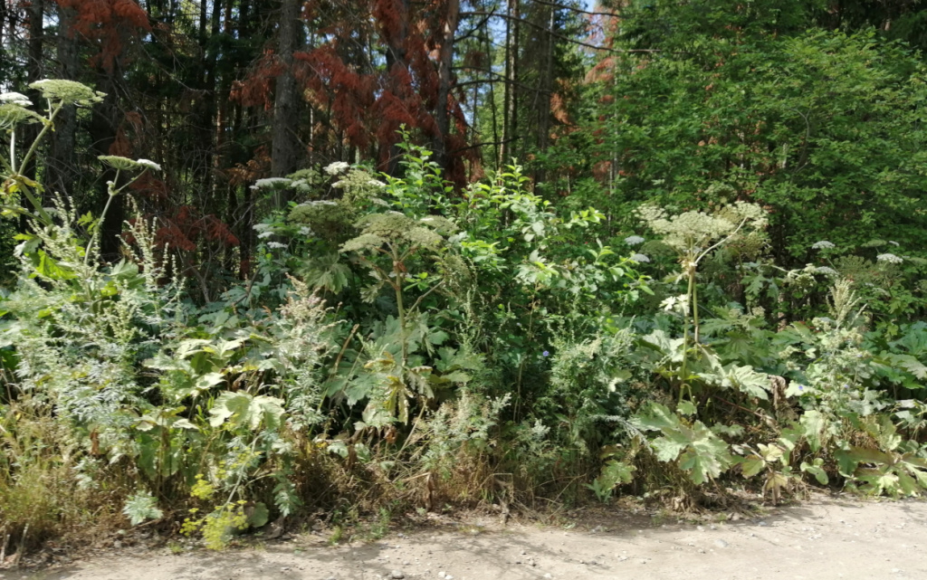 Борщевик Катя.jpg