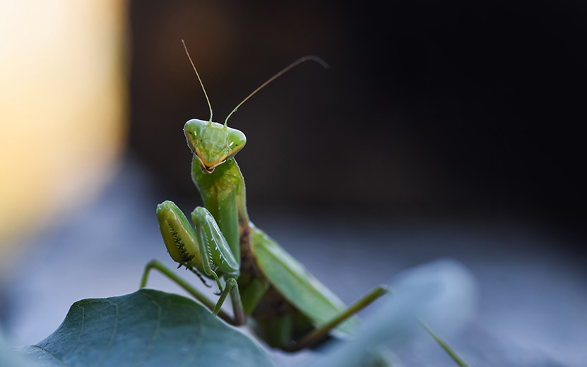 close-up-shot-of-green-mantis-on-nature-background-2022-11-10-10-49-54-utc.jpg