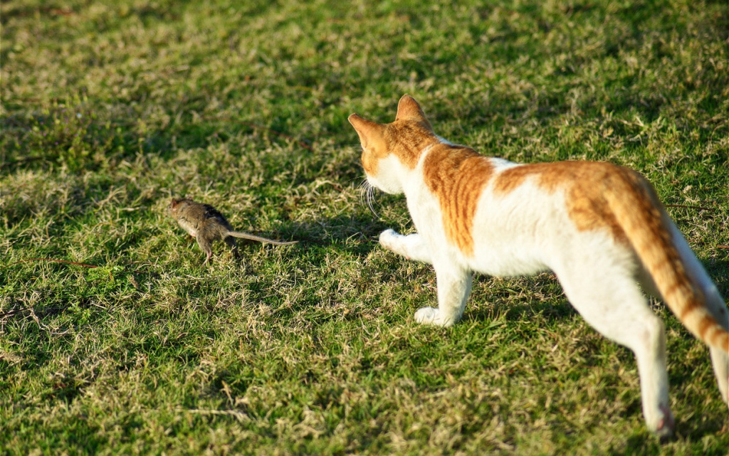 orange-and-white-cat-hunts-a-field-mouse-2026-03-20-00-18-23-utc (1).jpg
