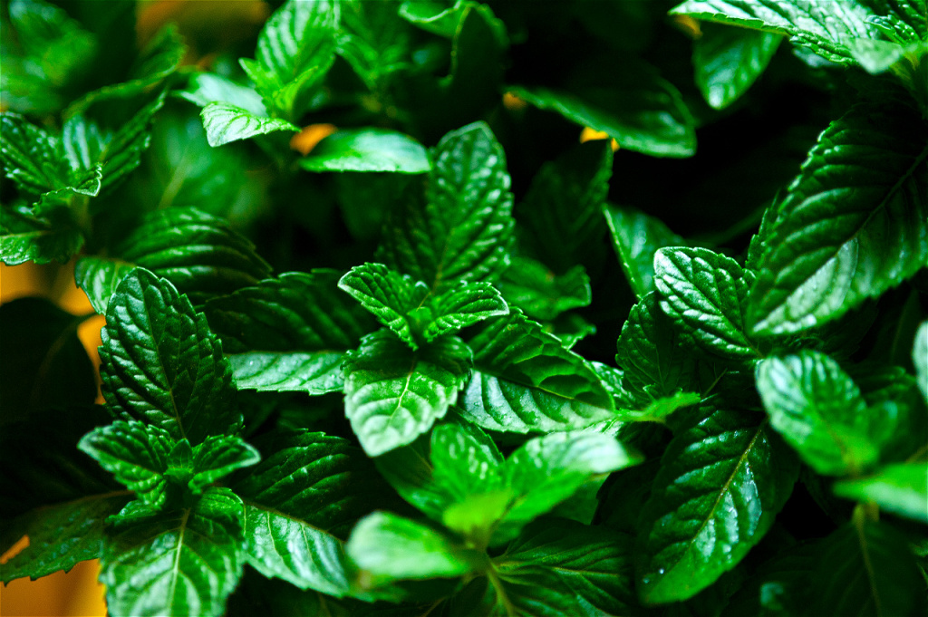 fresh-mint-plant-2026-03-24-22-12-34-utc.jpg