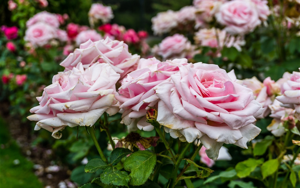 a-close-up-shot-of-pink-roses-2026-04-14-00-11-34-utc (1).jpg