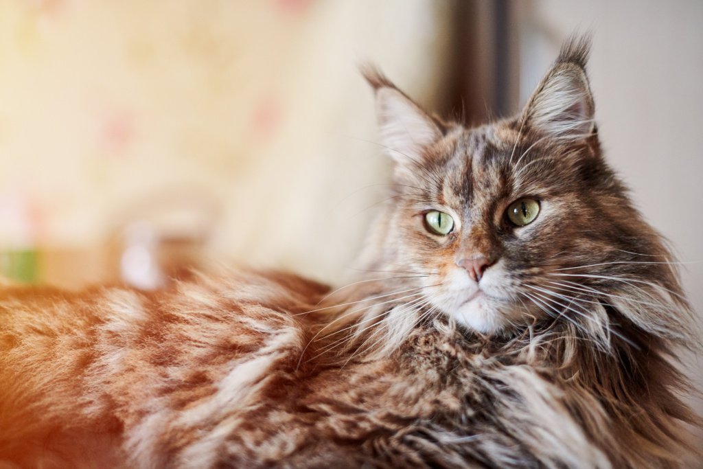 maine-coon-cat-close-up-funny-cute-cat-with-mar-2026-03-24-21-30-38-utc.jpg