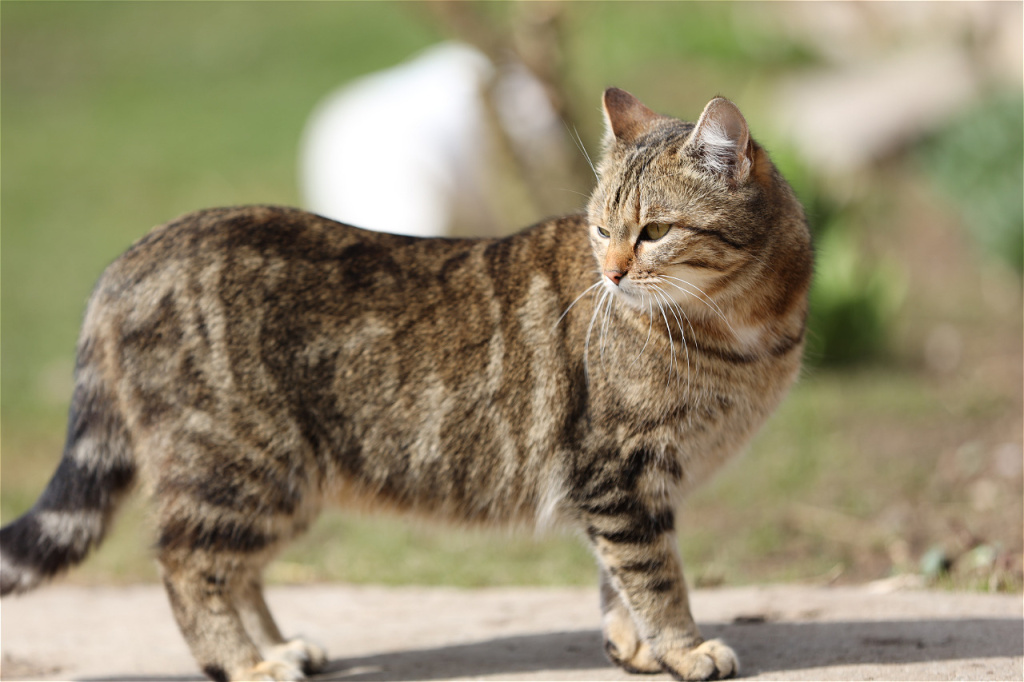 brown-tabby-cat-standing-in-a-sunny-garden-looking-2026-05-19-15-14-06-utc.jpg