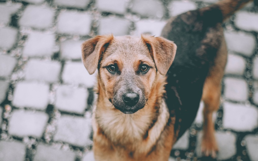 homeless-cute-brown-dog (1).jpg