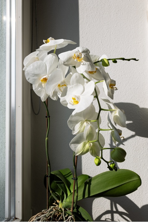 white-phalaenopsis-orchid-with-flowers-and-buds-on-2026-03-24-23-47-49-utc (1).jpg