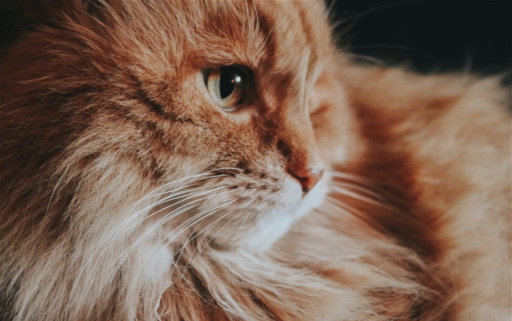 close-up-of-a-fluffy-orange-cat-2026-03-24-00-15-29-utc (1).jpg