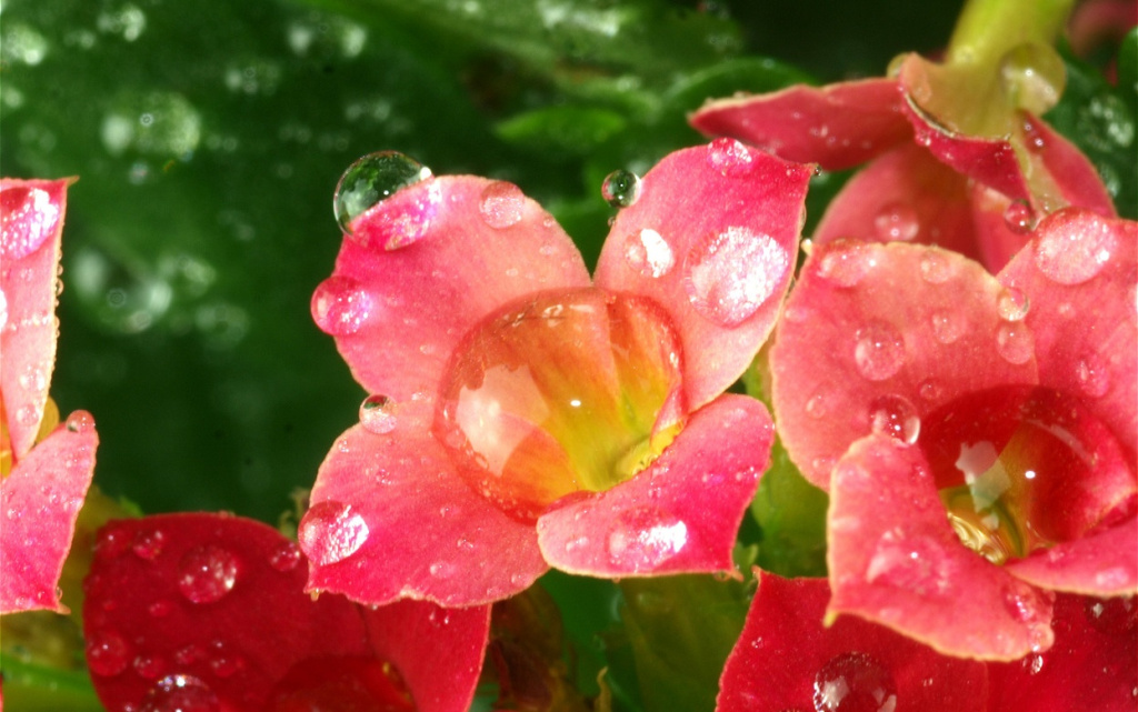 dew-drops-adorn-delicate-petals-of-kalanchoe-2026-03-16-01-13-10-utc (1).jpg