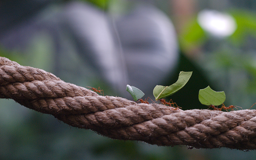 closeup-of-ants-working-together-on-a-rope-2023-01-10-03-39-31-utc.jpg